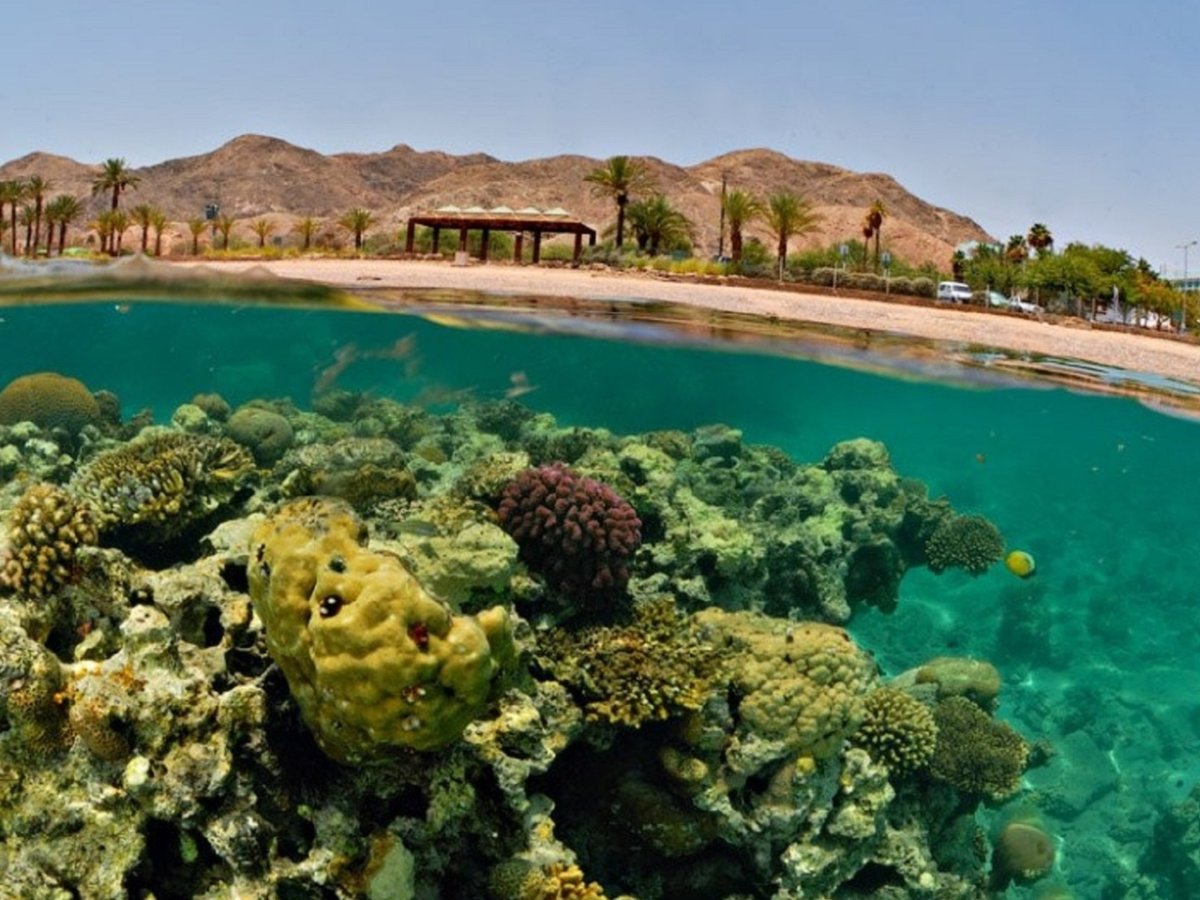 Эйлат красное море