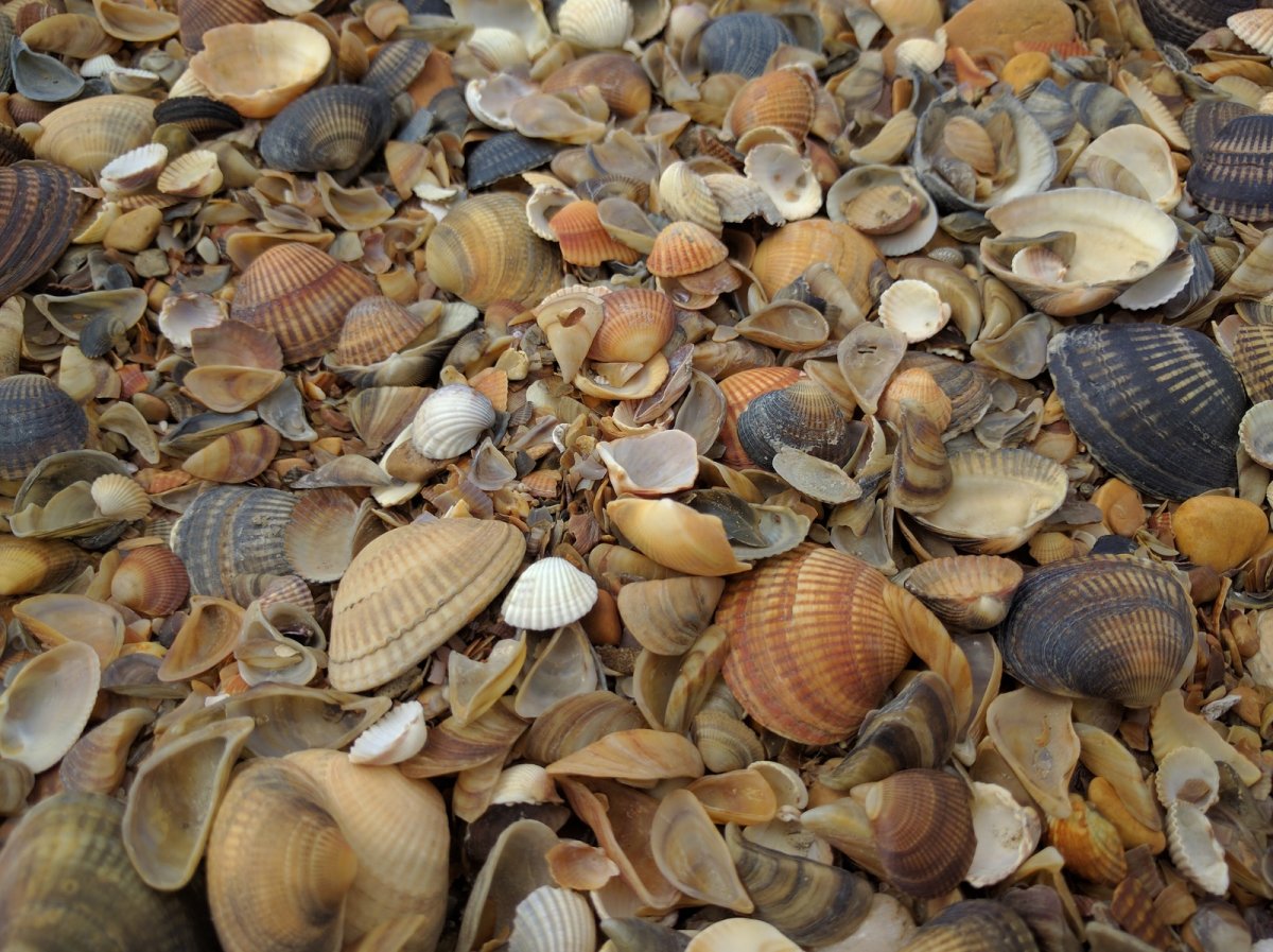 Ракушка Каспийская морская