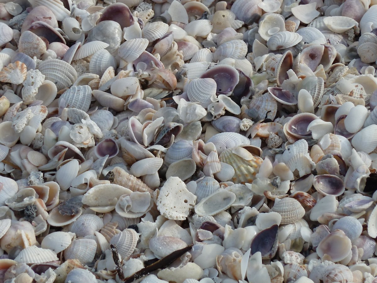 Ракушка морская кормовая