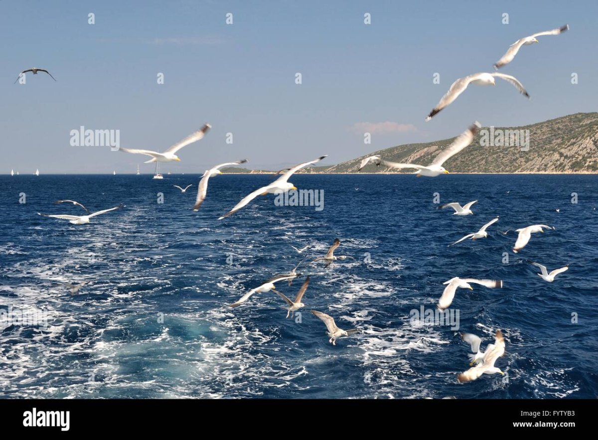 Море корабли дельфины Чайки