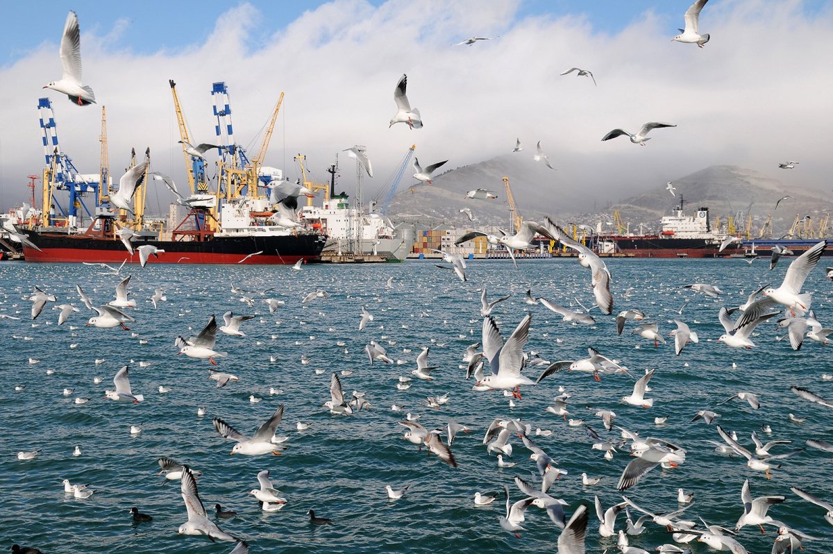 Море Чайка Новороссийск