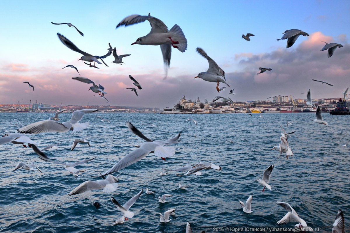 Чайка Севастополь море