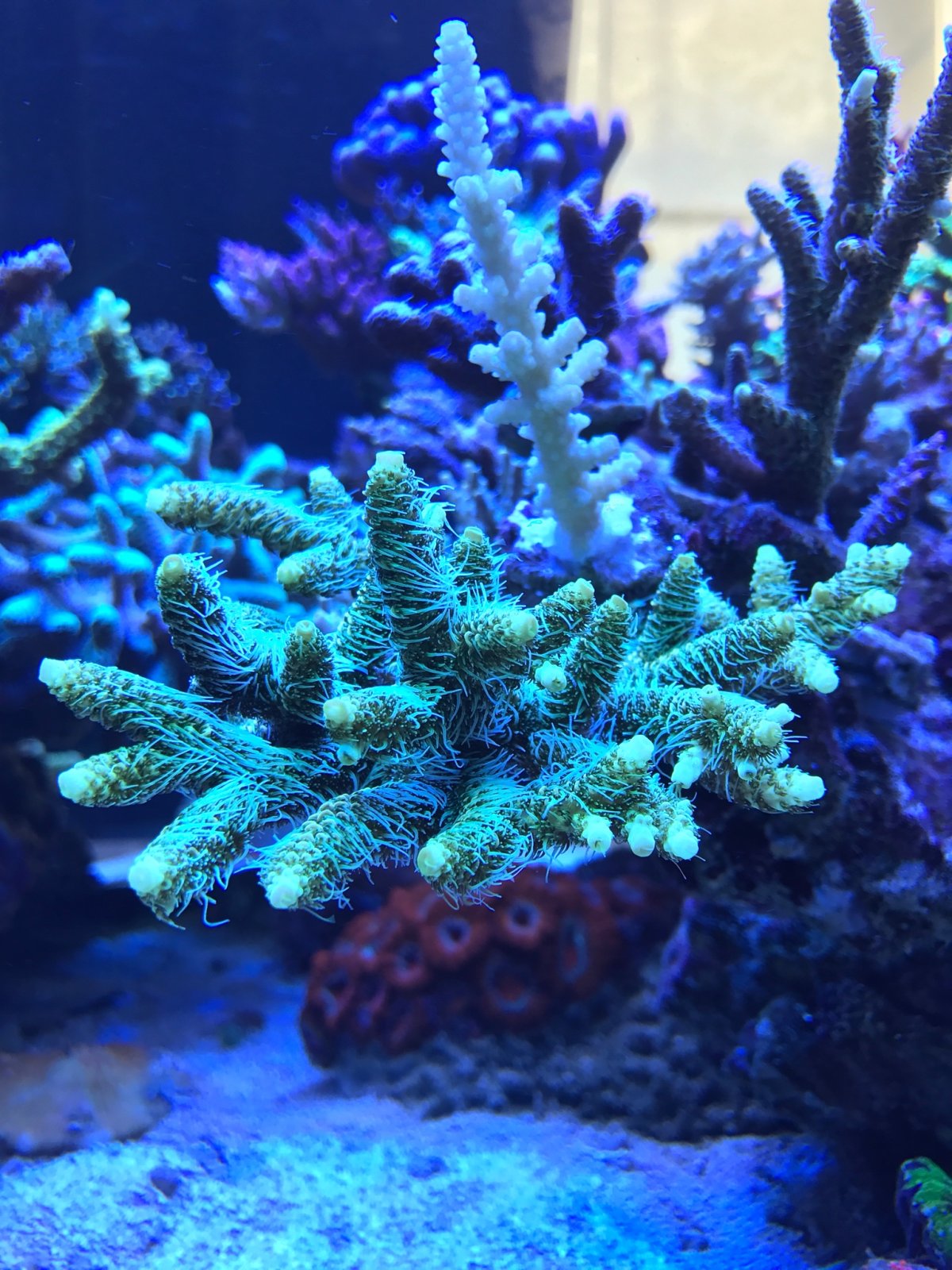 Коралловые полипы (Anthozoa)