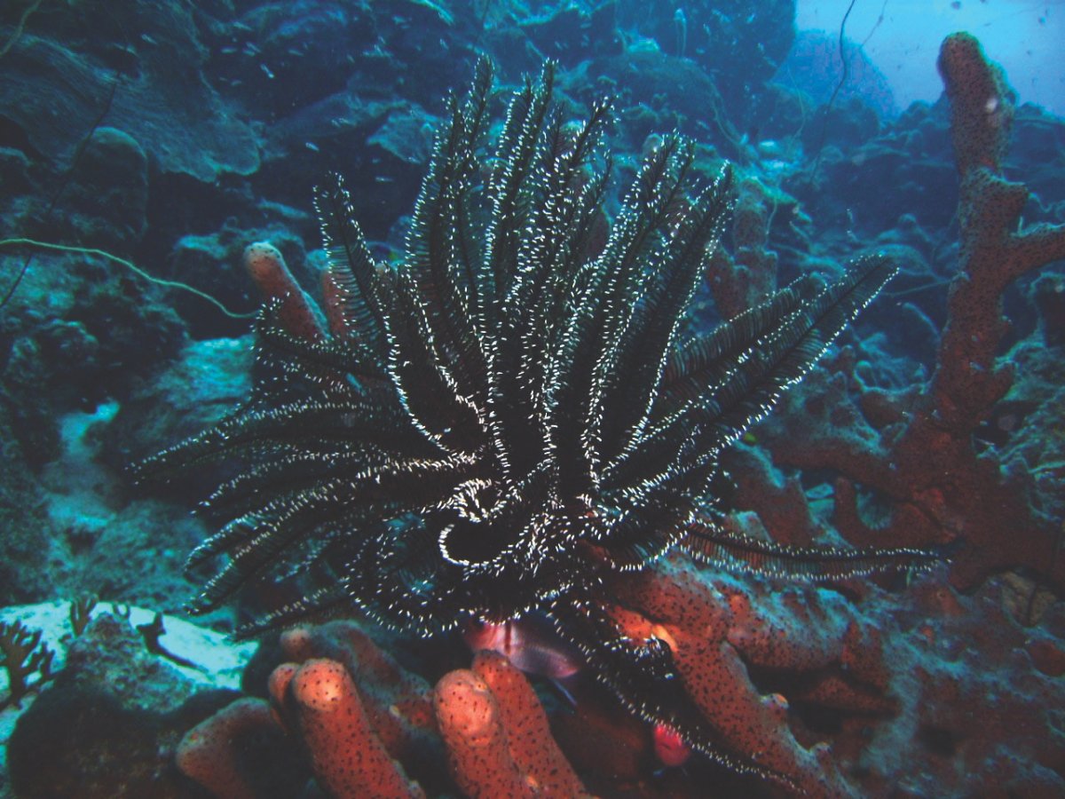Dendrophyllia черный коралл