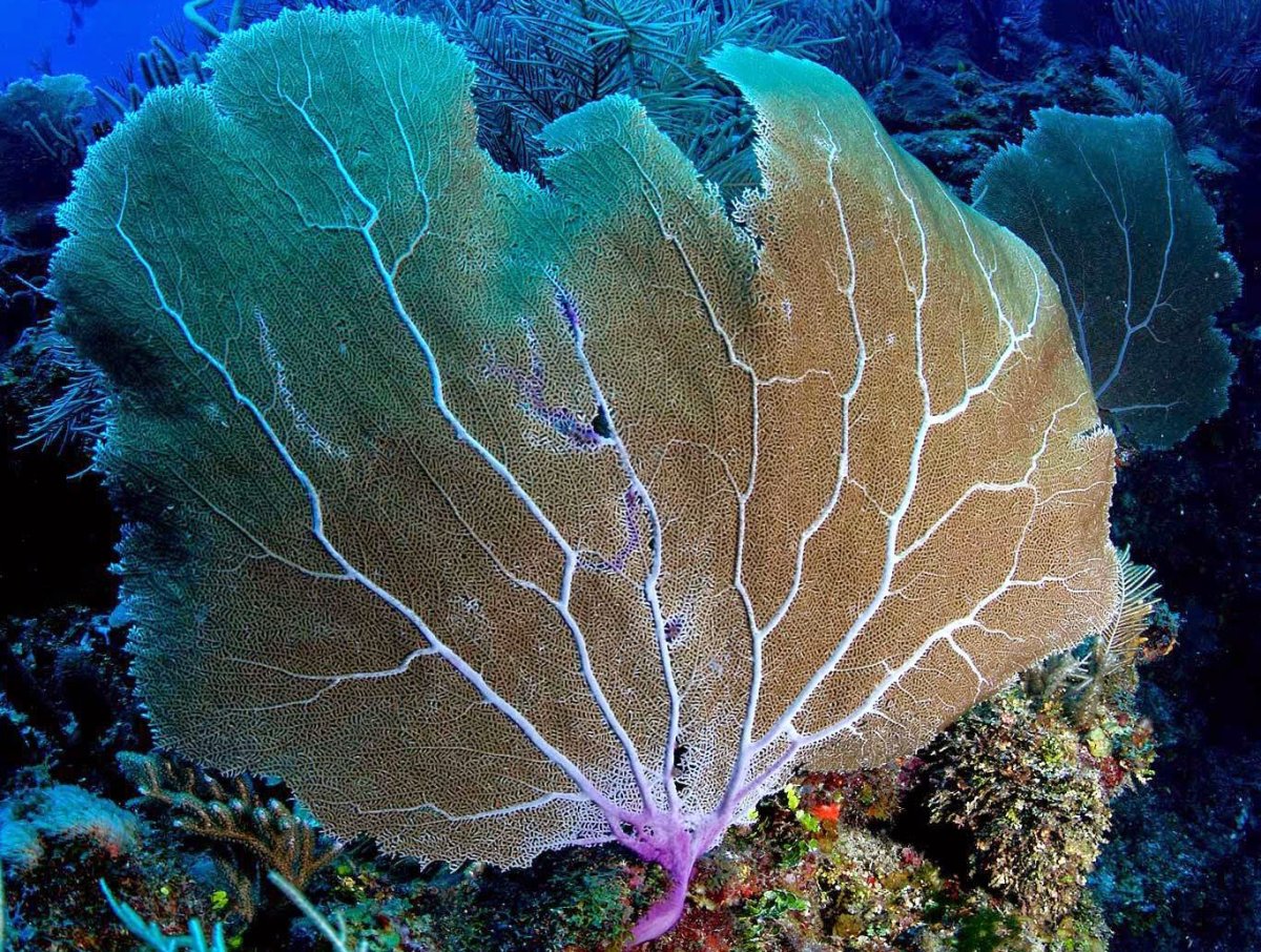 Nile Deep Sea Fan
