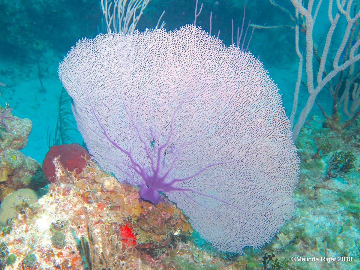 Fans of Coral