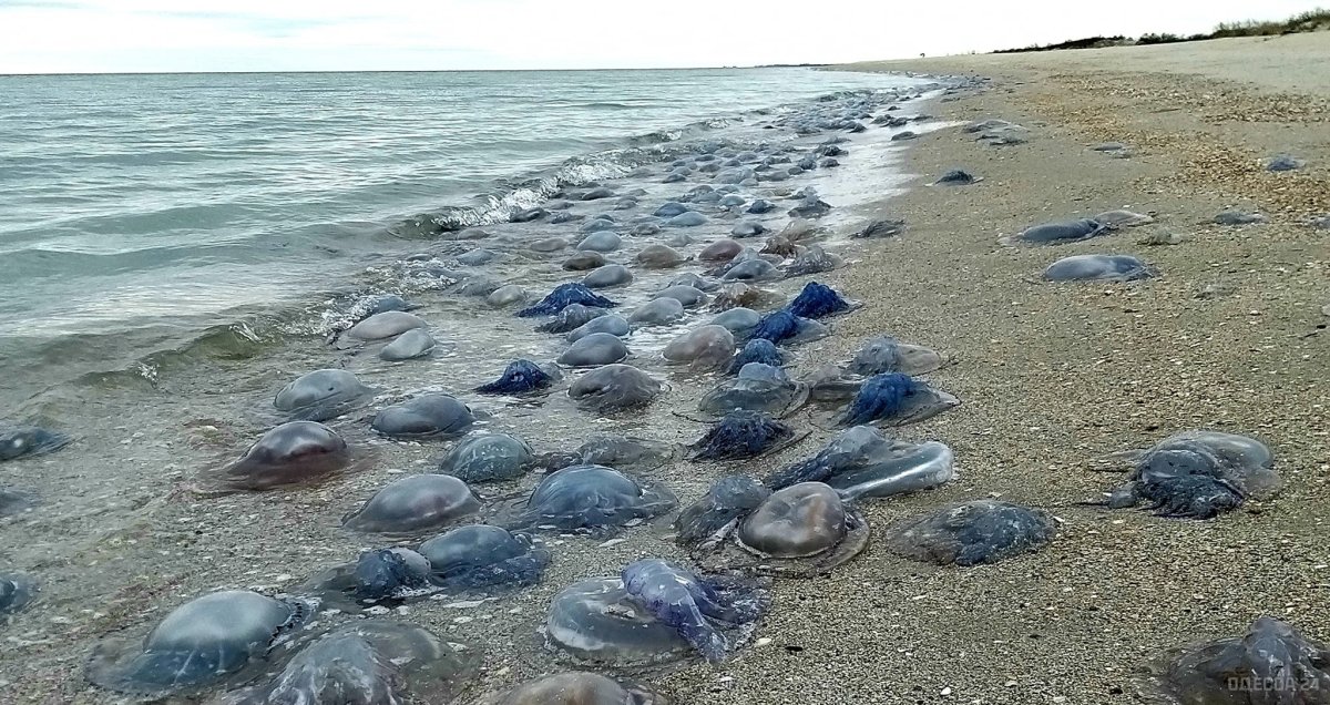 Медузы в Батуми