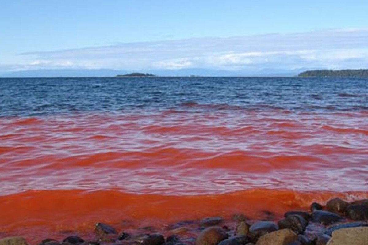Красное море цветение водорослей