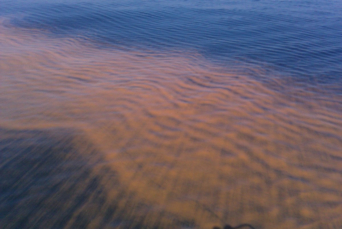 Красный прилив водоросли