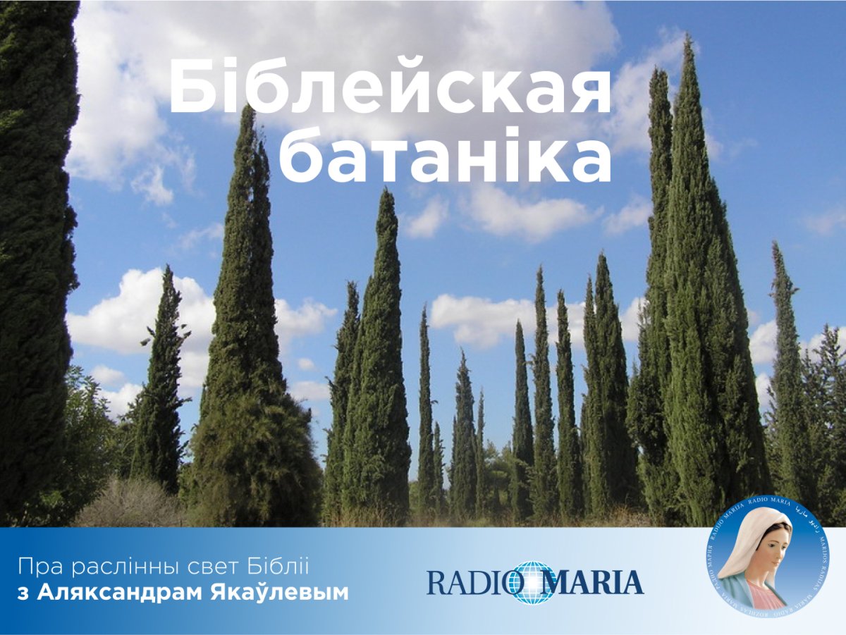 Кипарис дерево Крым
