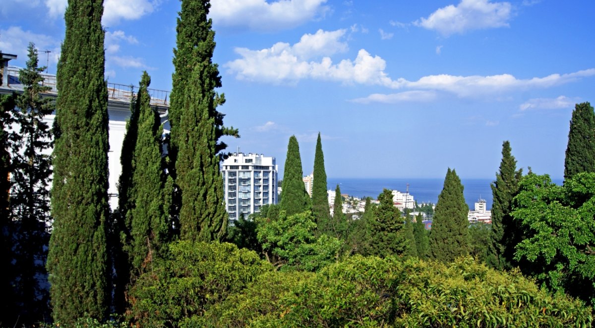 Кипарис Ялта дерево