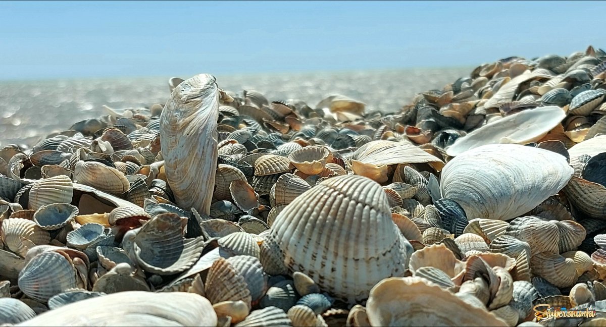 Ракушки Каспийского моря