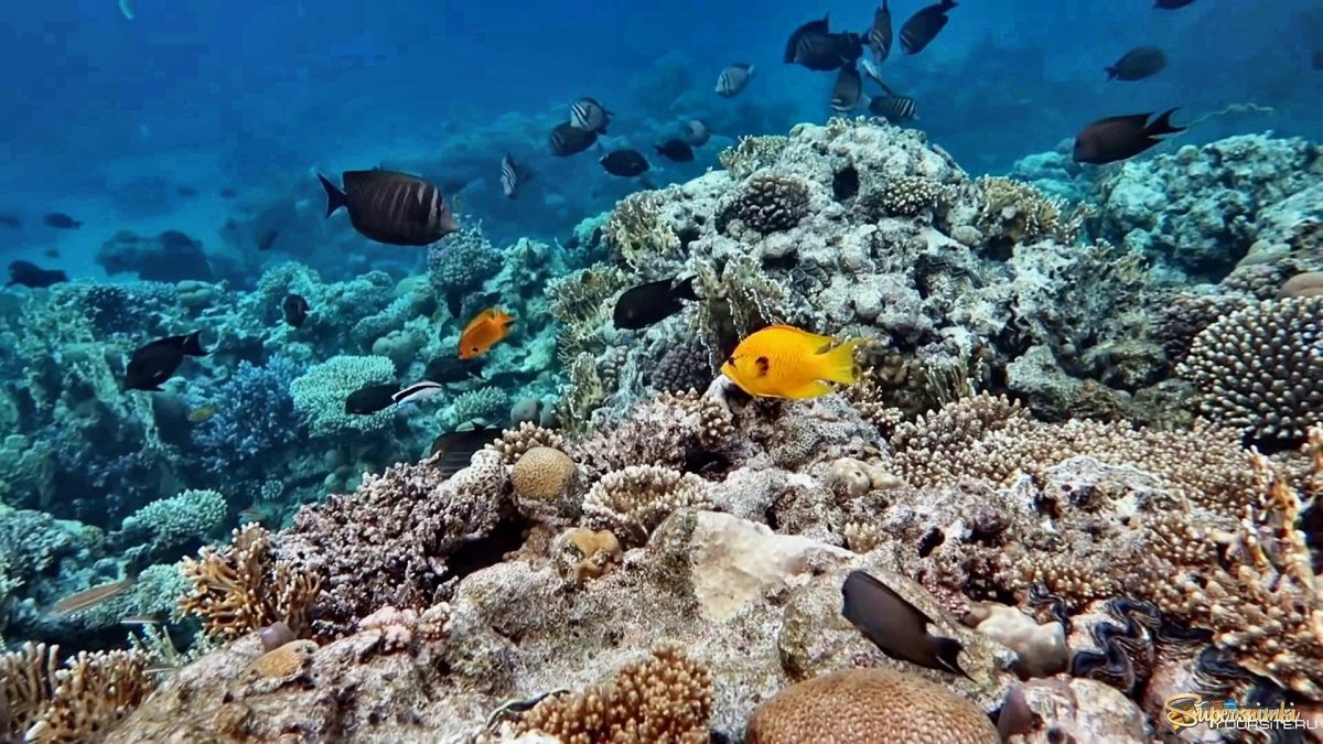 Красное море под водой у берега