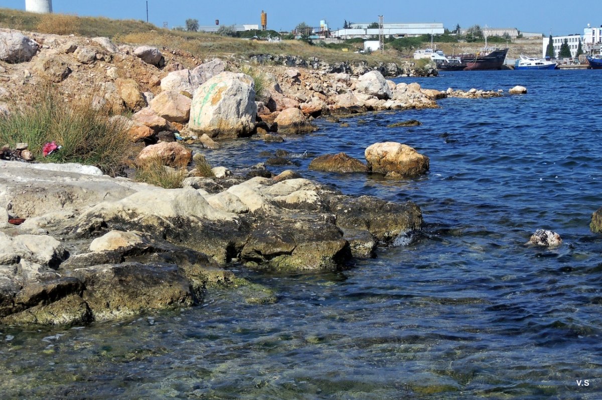 Севастополь бухта камыши