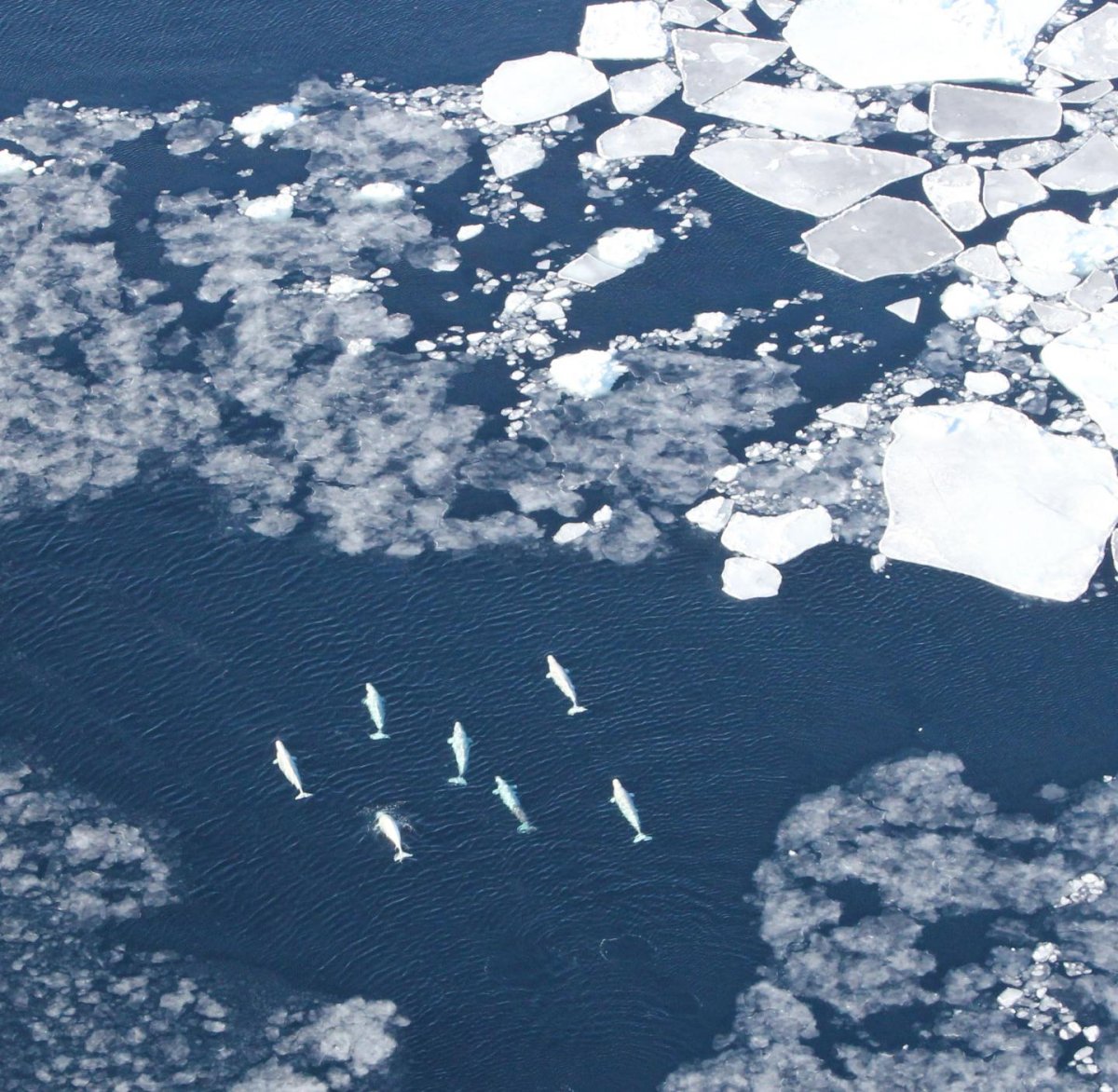 Арктика море сверху