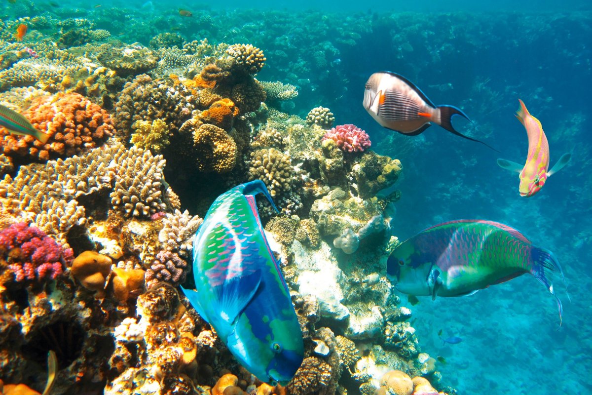 Красное море Шарм-Эль-Шейх