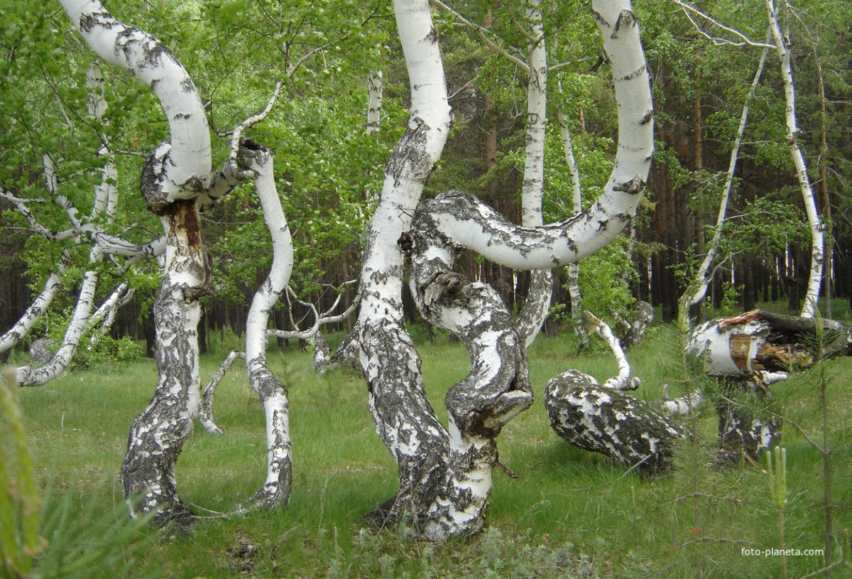 Медведицкая гряда березы
