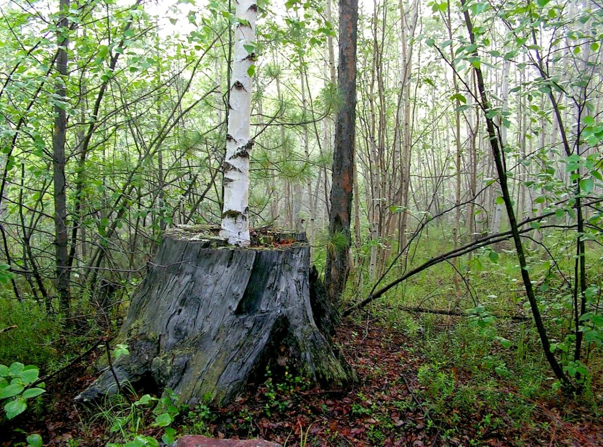 Лесная поросль
