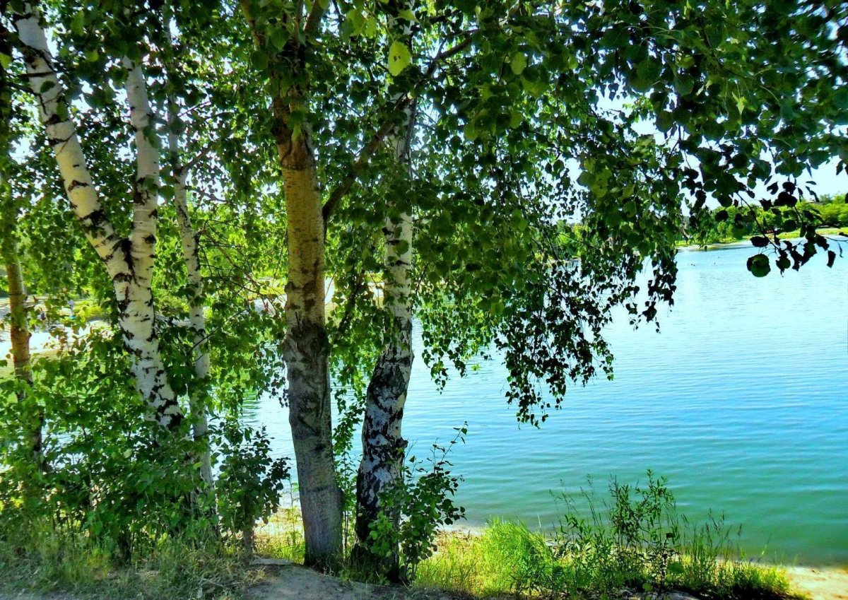 Берёза повислая у реки