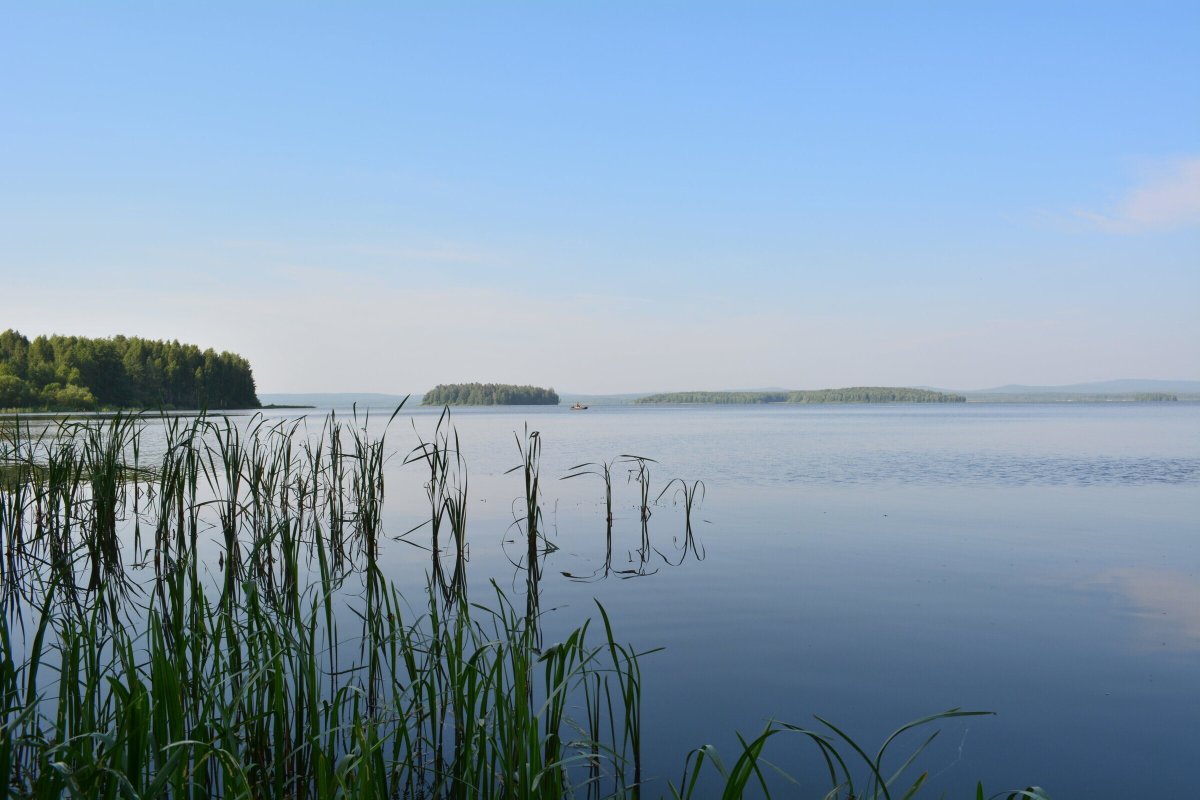 Волчихинское водохранилище кривая береза