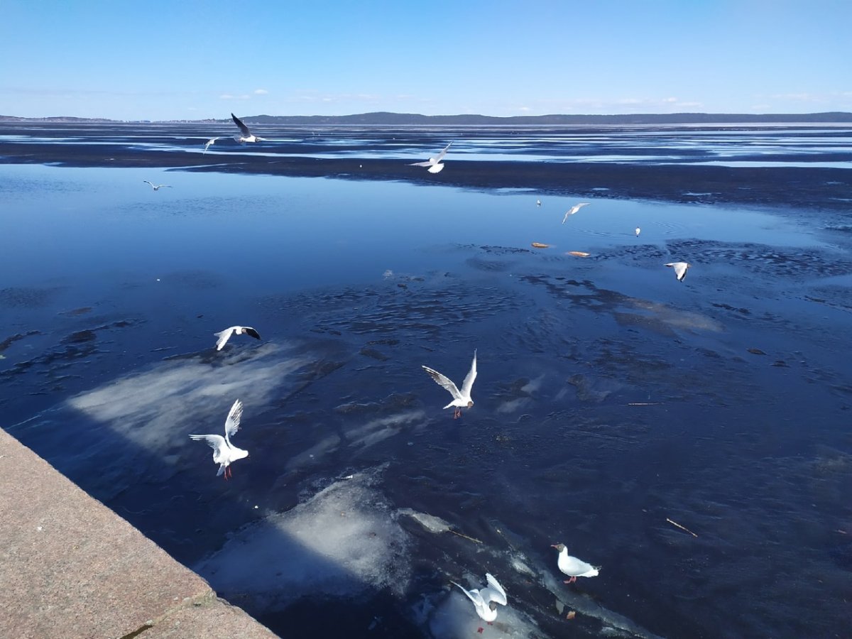 Белое море