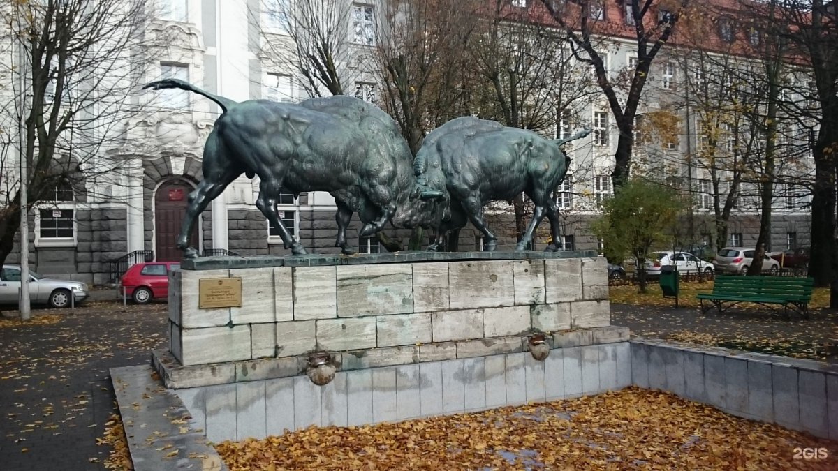 Скульптура борющиеся зубры Калининград