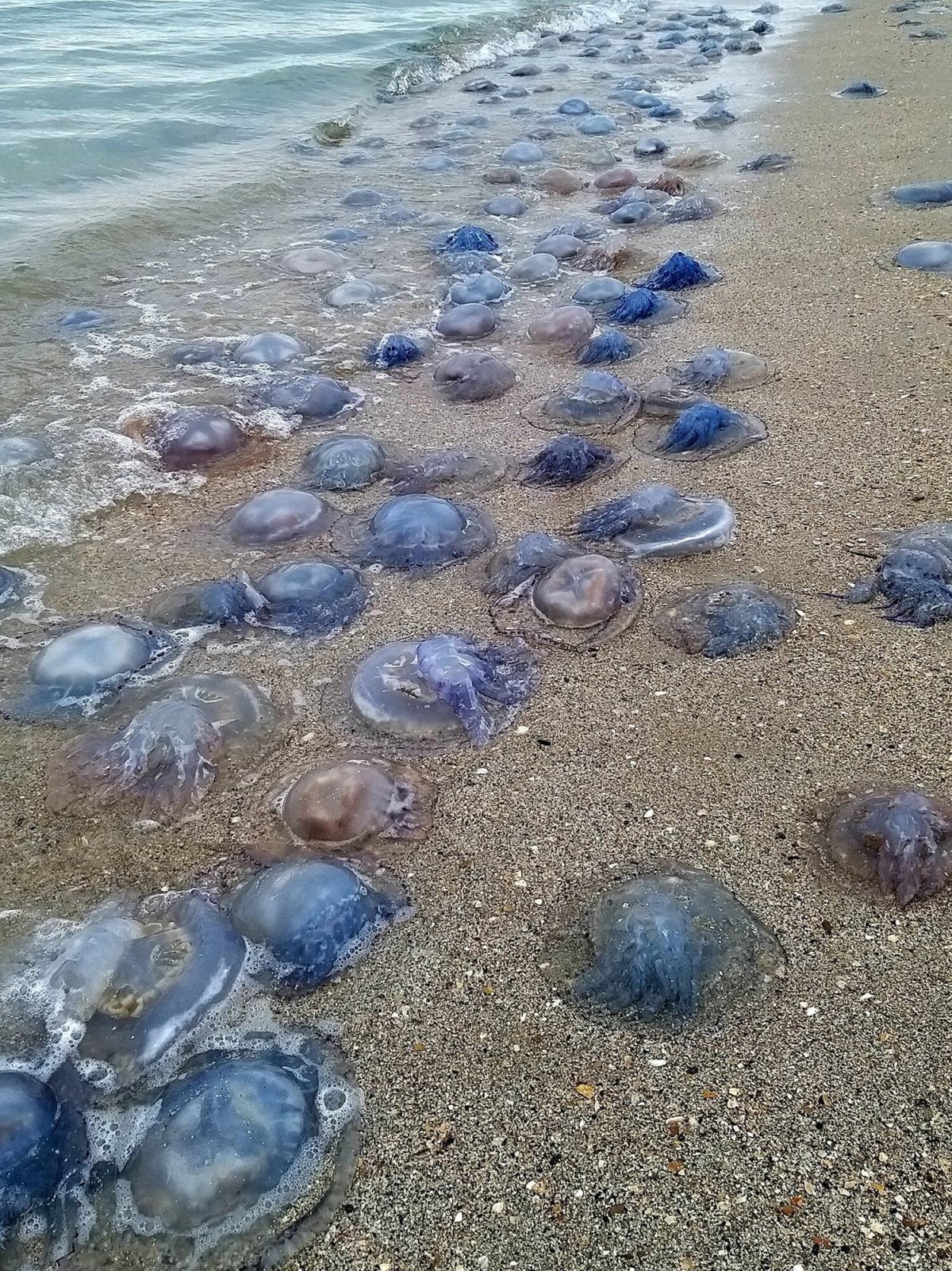 Медузы черного моря Сочи корнерот