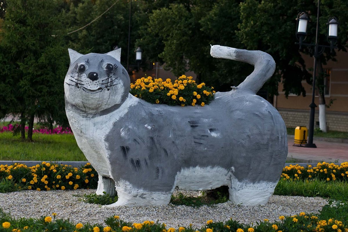 Клумба кот