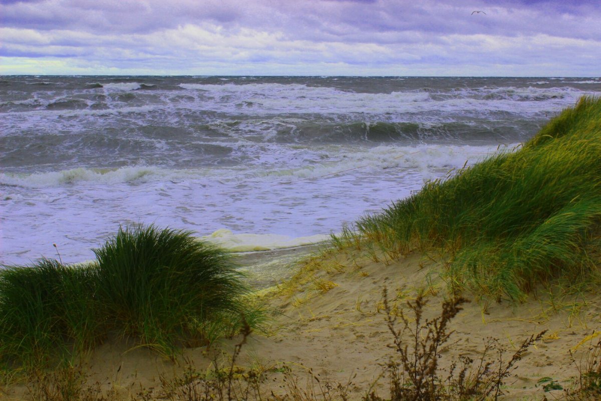 Surf grass