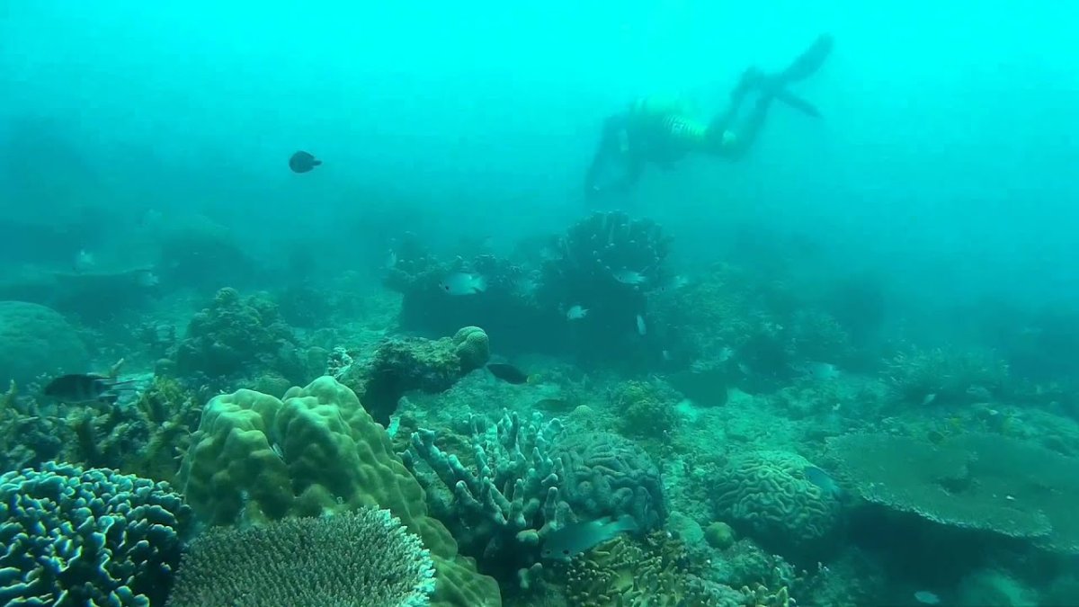 Подводный мир Эгейское море