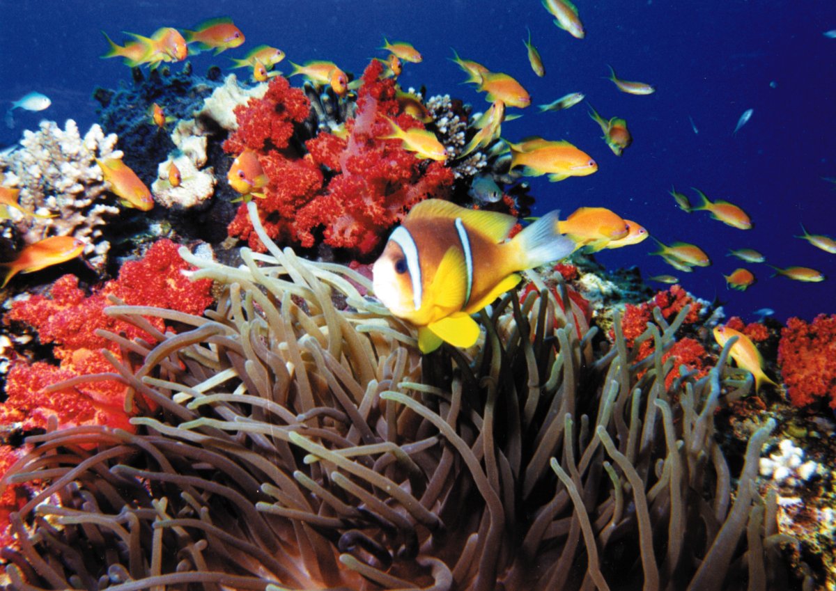 Красное море (Red Sea)