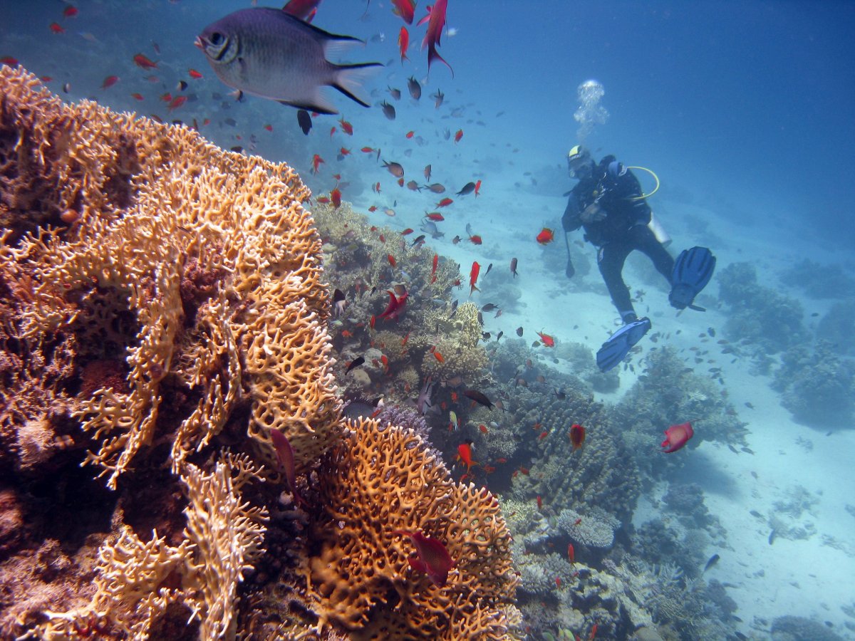 Красное море дайвинг снорклинг