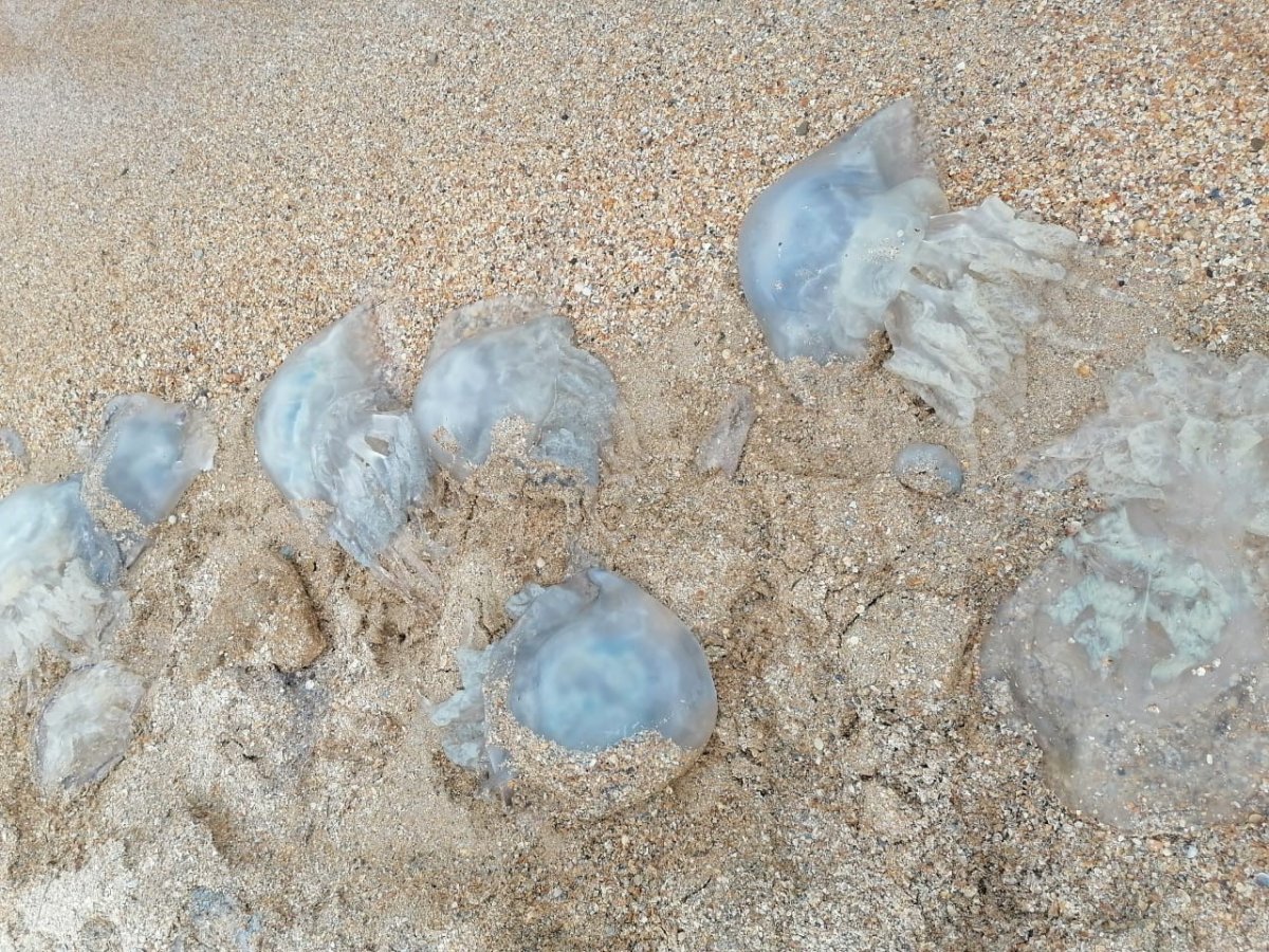 Азовское море мелководье