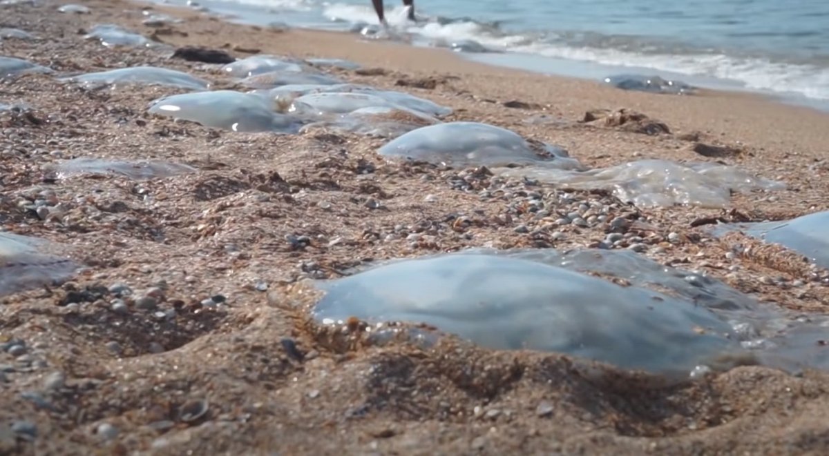 Медузы в Азовском море в Украине