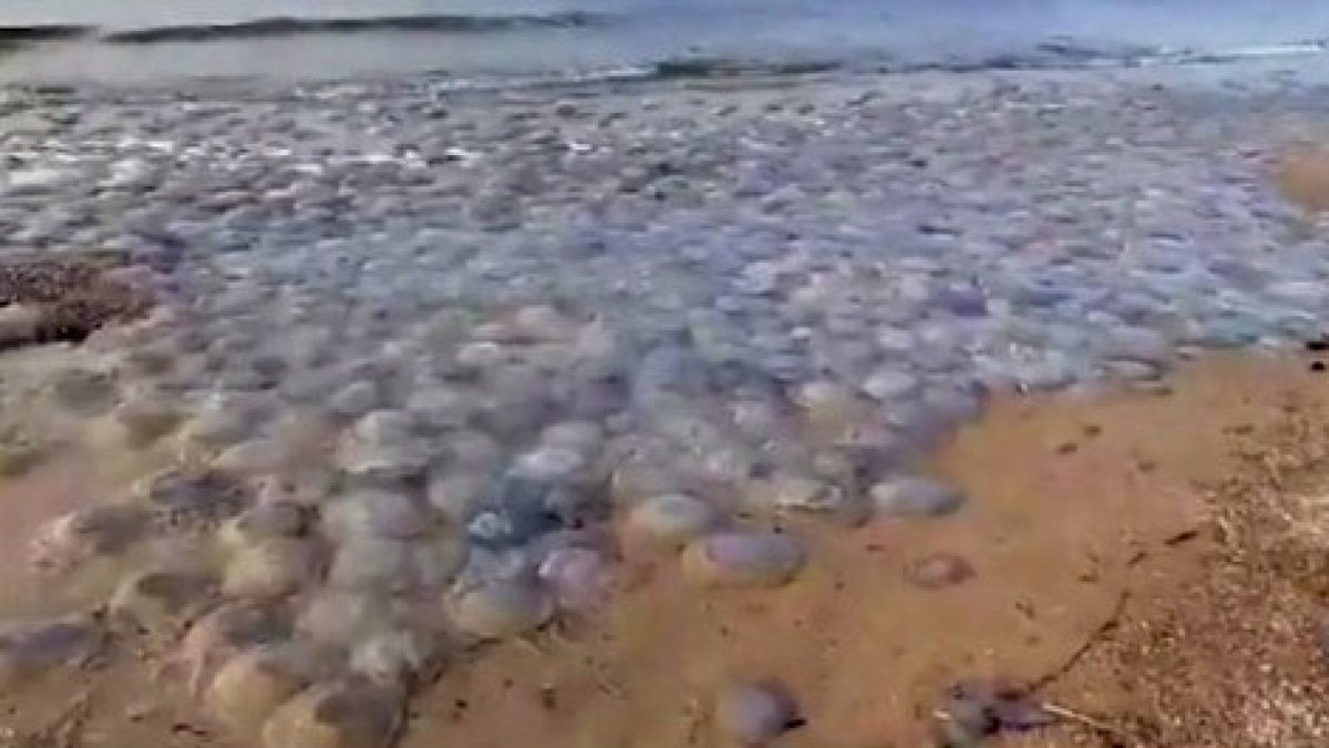 Азовское море медузы 2021 Голубицкая