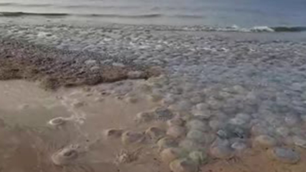 Нашествие медуз в Азовском море 2021
