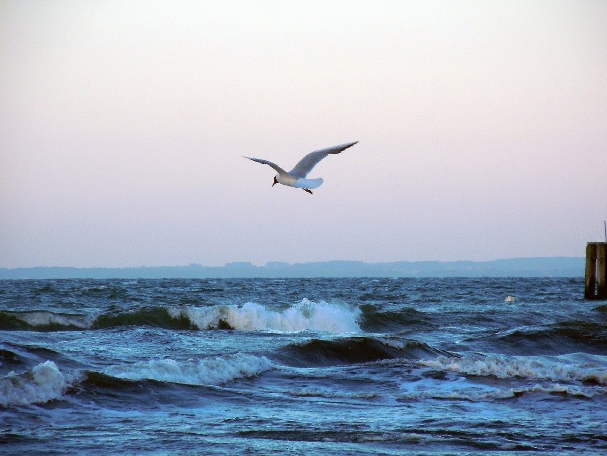 Альбатрос черное море