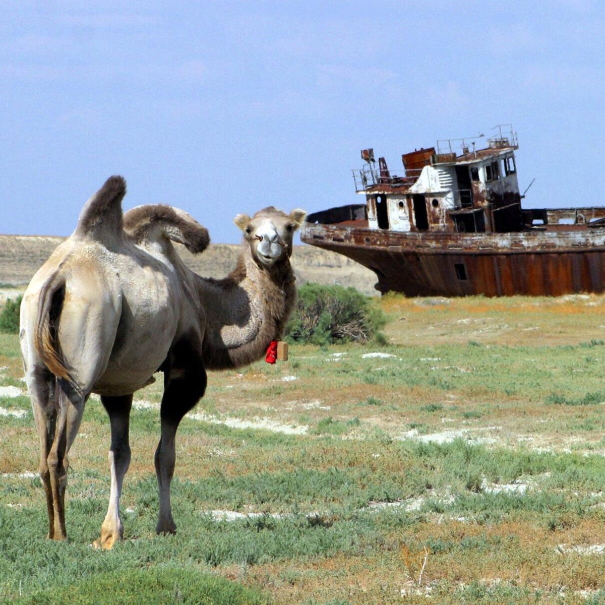 Остров Возрождения в Аральском море животные