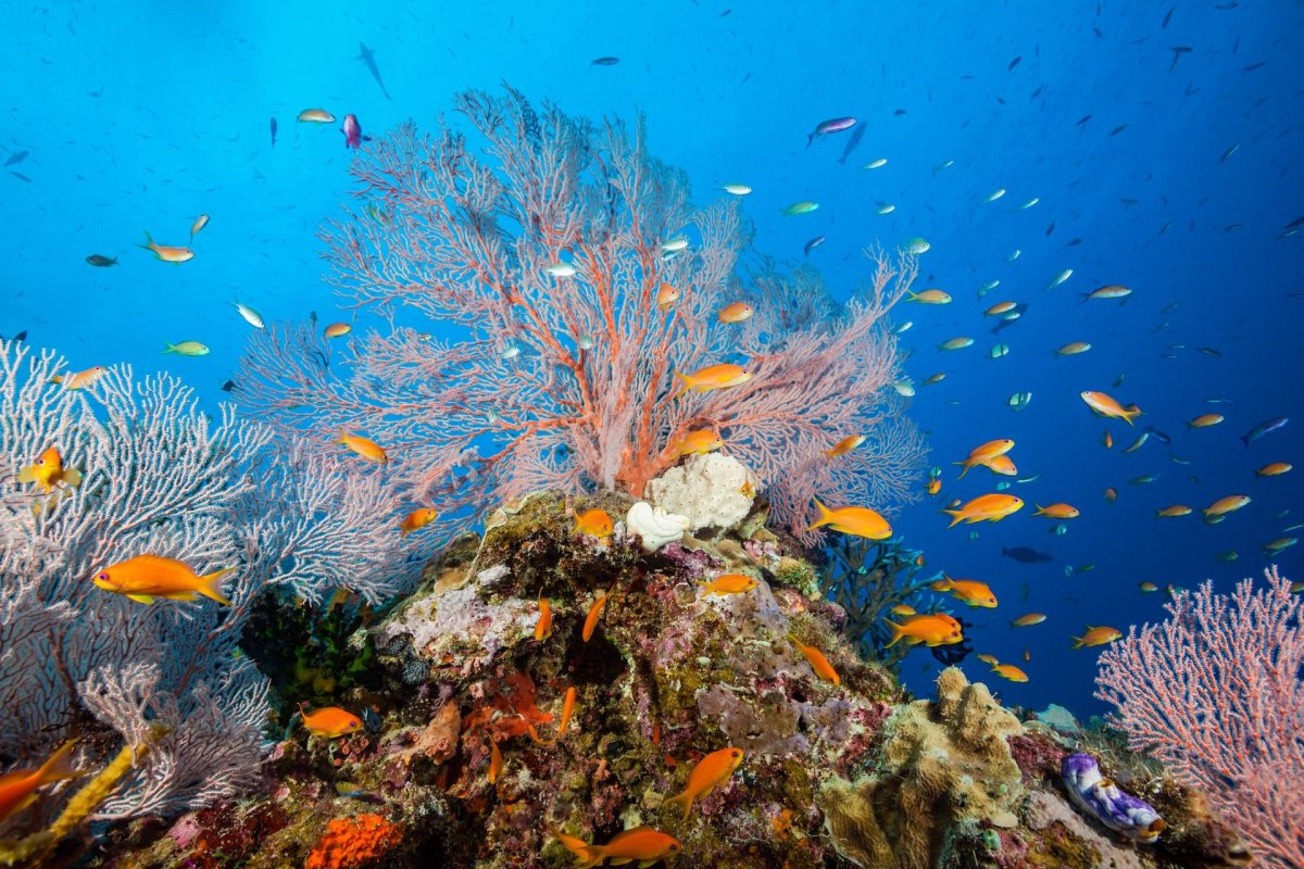 Great Barrier Reef Tourism