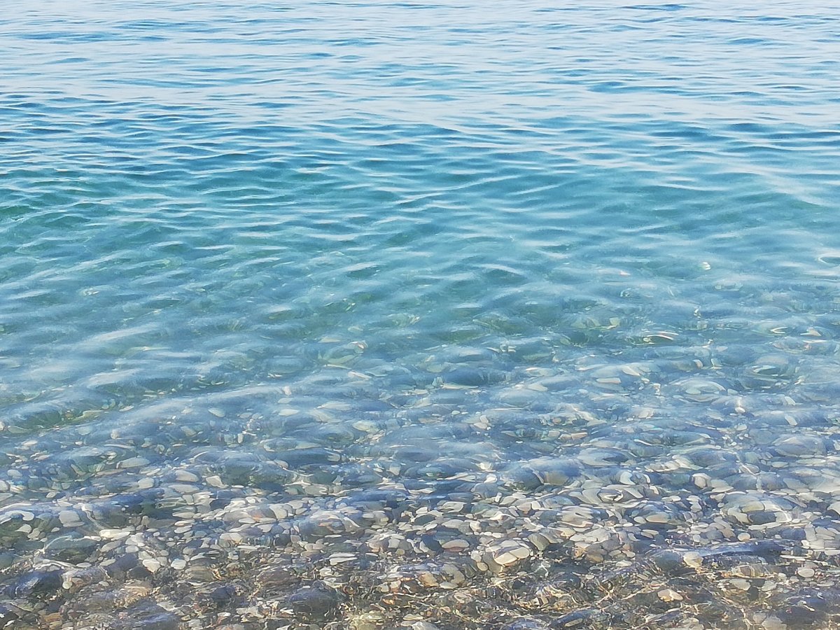 Лазаревское море цветет