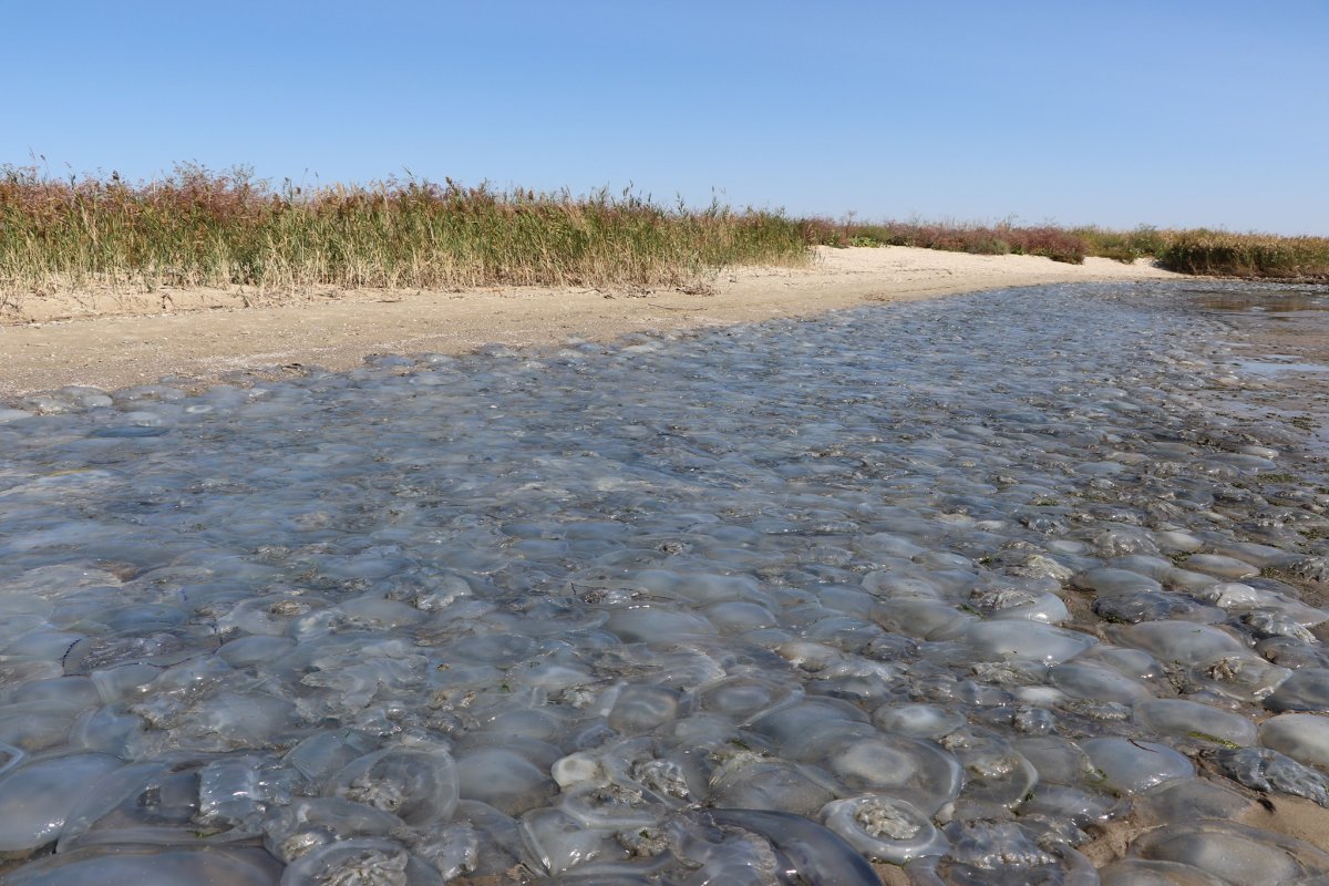 Медузы в Азовском море