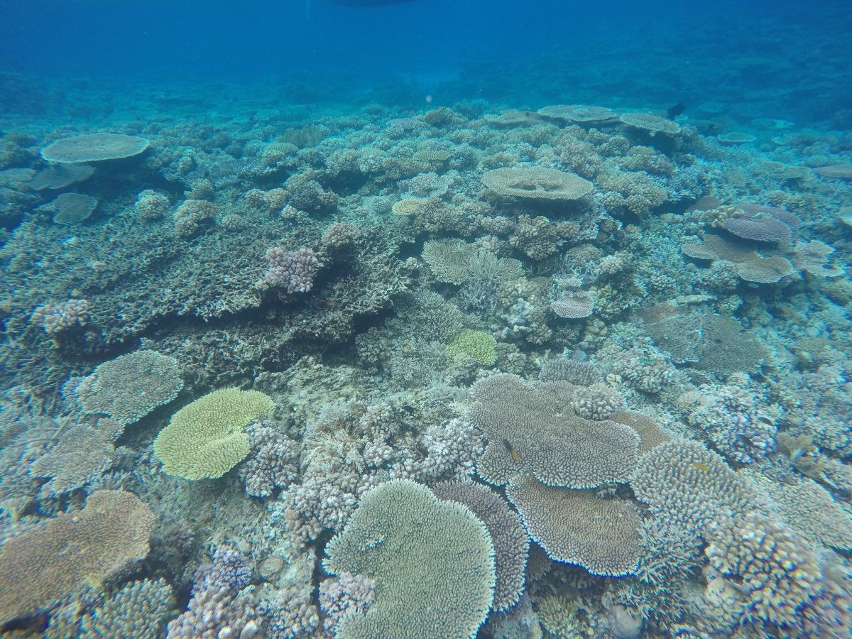 Reef Coco Beach 4 Мексика