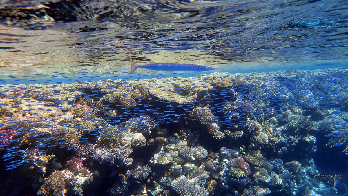 Кораллы в прозрачной воде