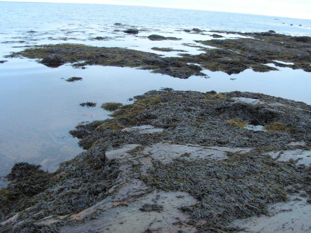 Белое море