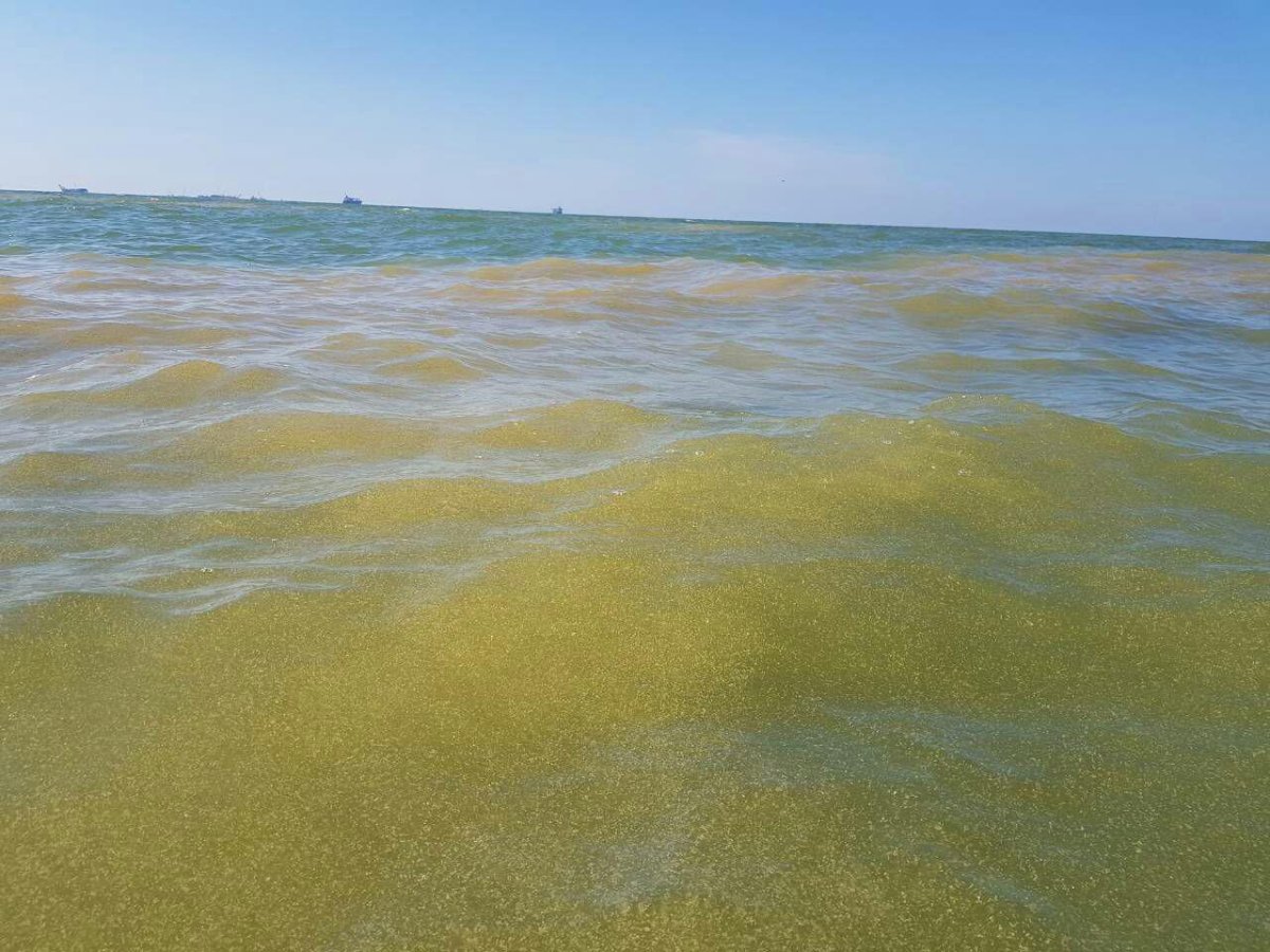 Балтийское море желтое