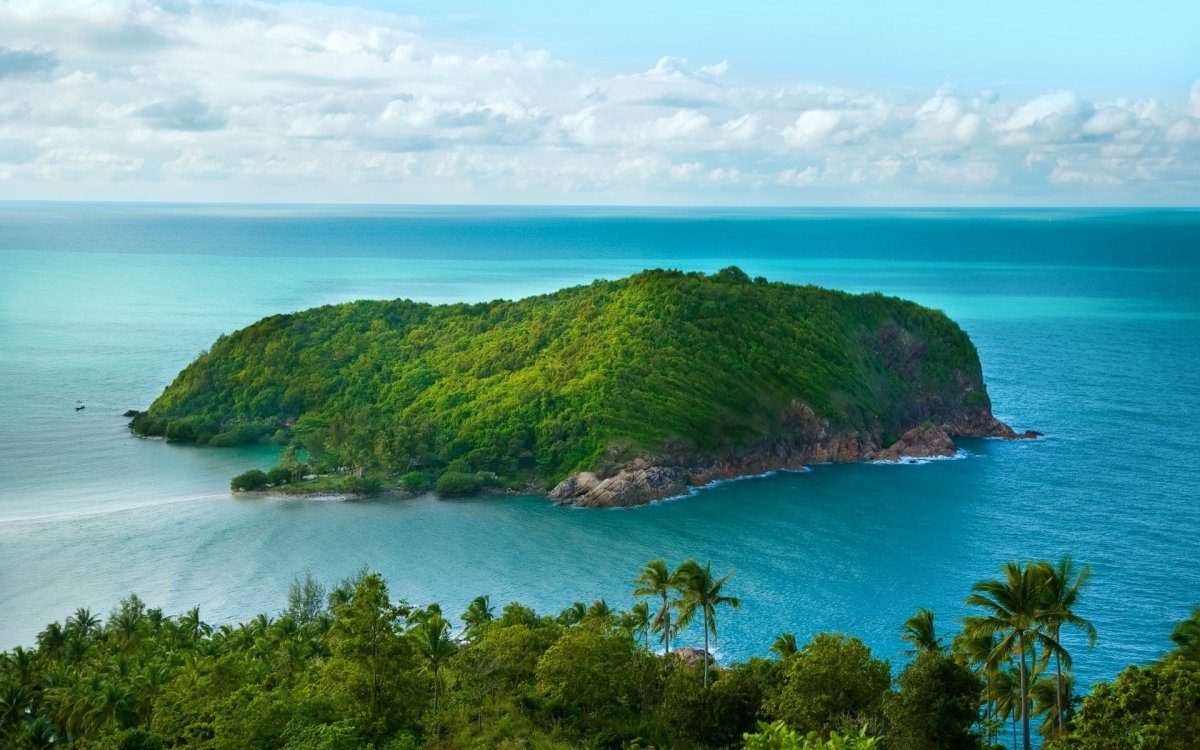 Грин Айлэнд Самоа (Green Island Samoa) роза