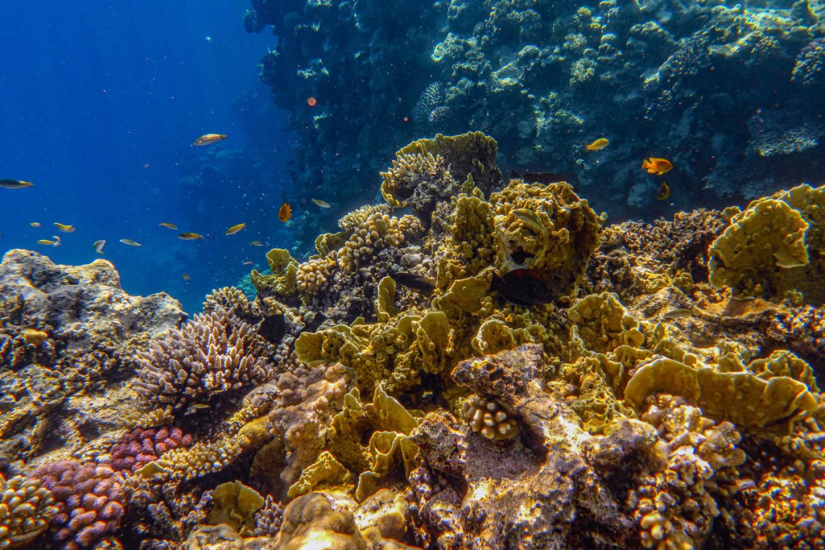 Красное море Шарм-Эль-Шейх