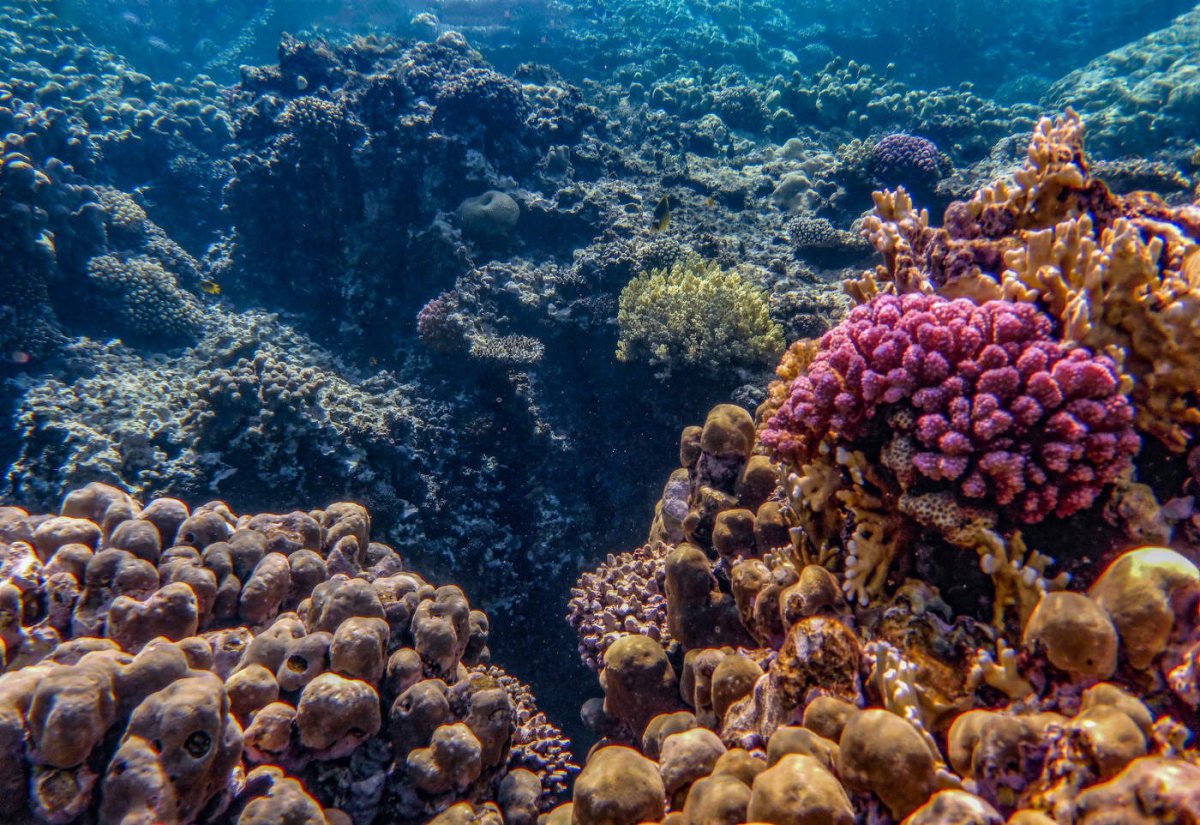 Красное море