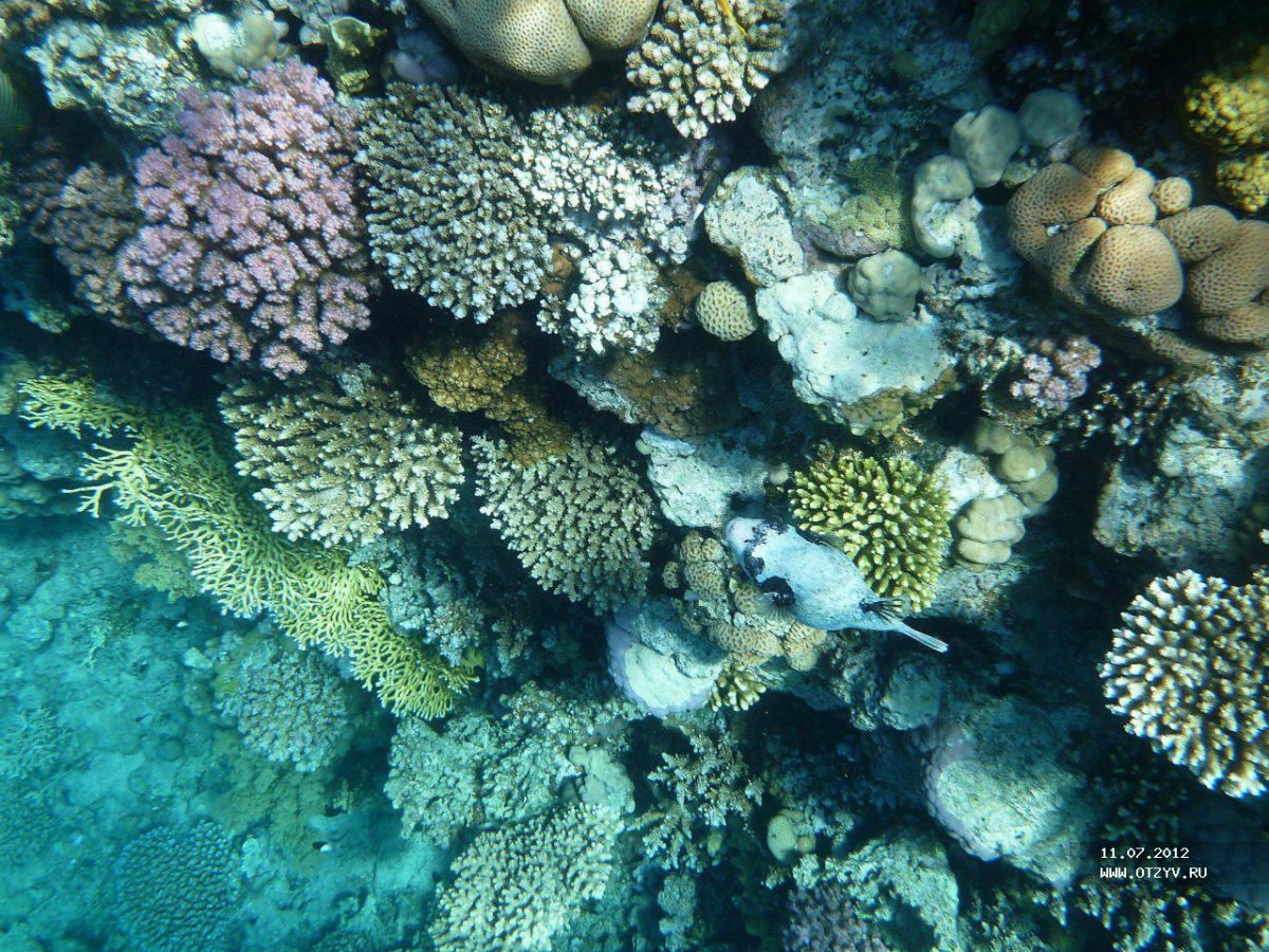 Melton Beach кораллы