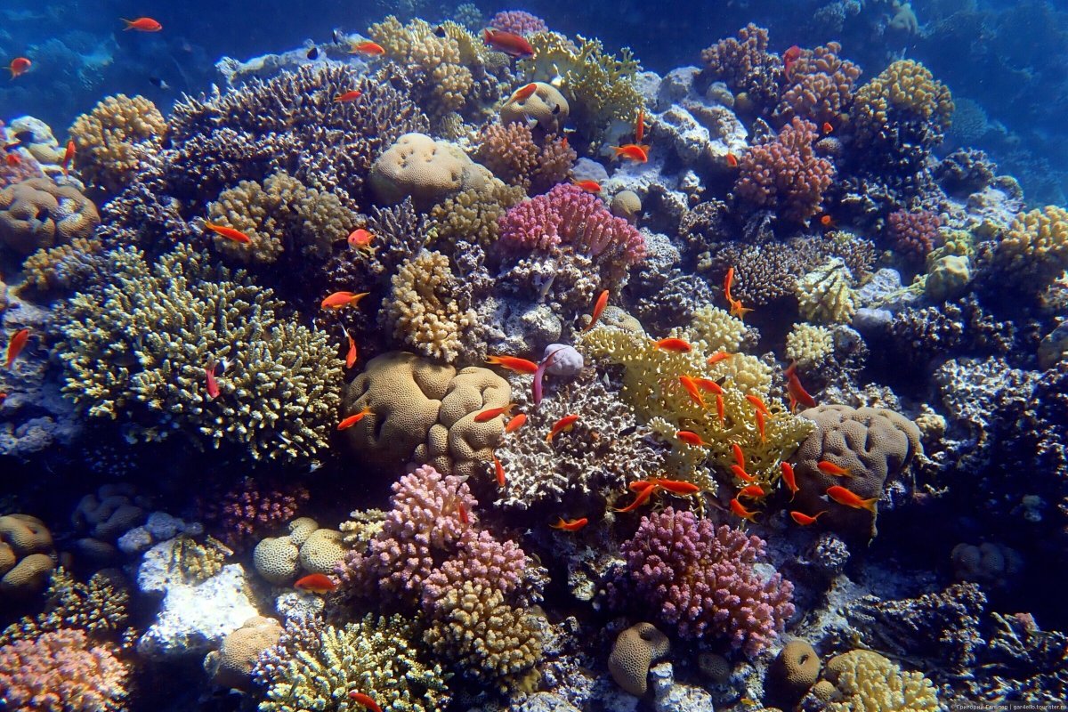 Заповедник рас Мохаммед глубина море